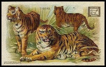 1 Tigers